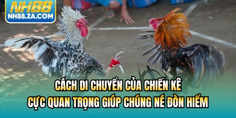 Cách di chuyển của chiến kê cực quan trọng giúp chúng né đòn hiểm