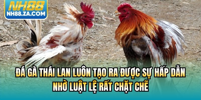 Đá gà Thái Lan luôn tạo ra được sự hấp dẫn nhờ luật lệ rất chặt chẽ