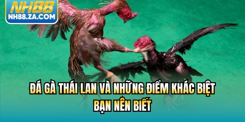 Đá Gà Thái Lan Và Những Điểm Khác Biệt Bạn Nên Biết
