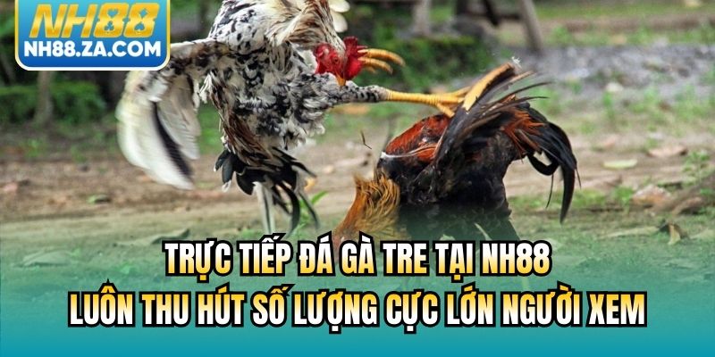 Trực tiếp đá gà tre tại NH88 luôn thu hút số lượng cực lớn người xem