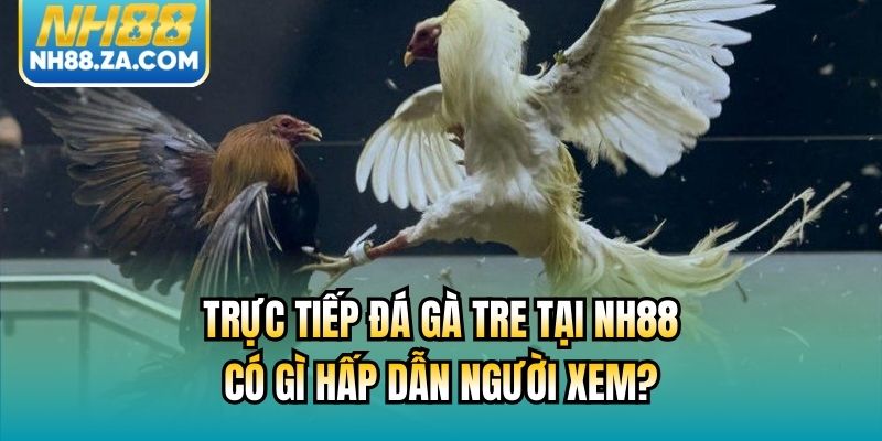 Trực Tiếp Đá Gà Tre Tại NH88 Có Gì Hấp Dẫn Người Xem?